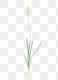 Tofield's asphodel png sticker, vintage botanical illustration, transparent background