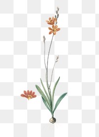 Mossel bay tritonia png sticker, vintage botanical illustration, transparent background