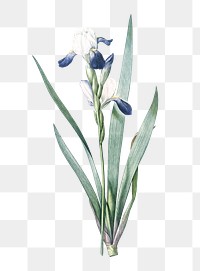 Tall bearded iris png sticker, vintage botanical illustration, transparent background