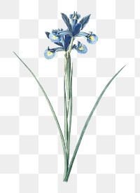 Spanish iris png sticker, vintage botanical illustration, transparent background