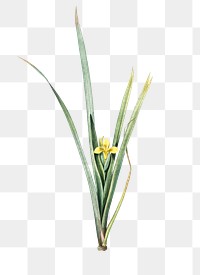 Yellow iris png sticker, vintage botanical illustration, transparent background