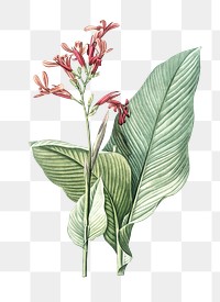 Canna lily png sticker, vintage botanical illustration, transparent background