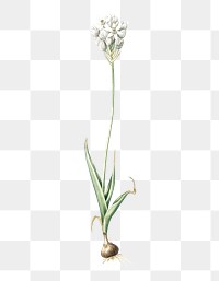 Chincherinchee png sticker, vintage botanical illustration, transparent background