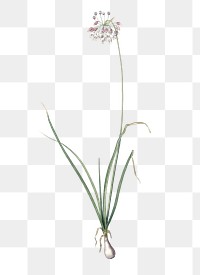 Nodding onion png sticker, vintage botanical illustration, transparent background