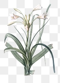 Malgas lily png sticker, vintage botanical illustration, transparent background