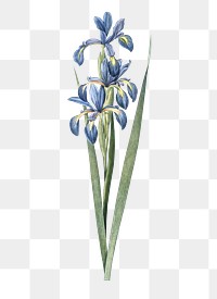 Blue iris png sticker, vintage botanical illustration, transparent background