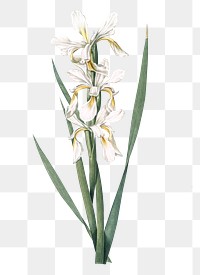Yellow banded iris png sticker, vintage botanical illustration, transparent background