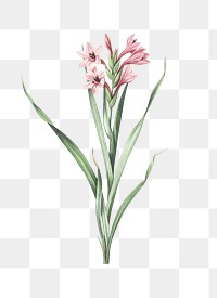 Sword lily png sticker, vintage botanical illustration, transparent background