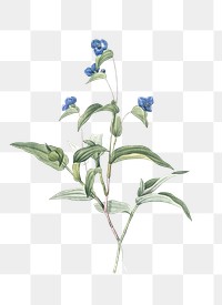 Blue spiderwort png sticker, vintage botanical illustration, transparent background