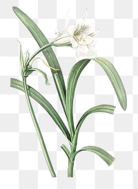 Peruvian daffodil png sticker, vintage botanical illustration, transparent background
