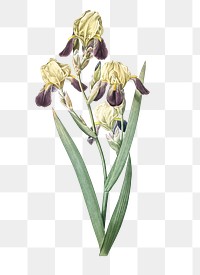 Elder scented iris png sticker, vintage botanical illustration, transparent background