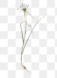 Keeled garlic png sticker, vintage botanical illustration, transparent background
