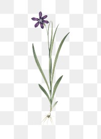 Ixia grandiflora png sticker, vintage botanical illustration, transparent background