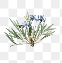 Dwarf crested iris png sticker, vintage botanical illustration, transparent background
