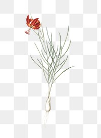 Coral lily png sticker, vintage botanical illustration, transparent background