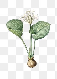 Cardwell lily png sticker, vintage botanical illustration, transparent background