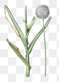 Broadleaf wild leek png sticker, vintage botanical illustration, transparent background