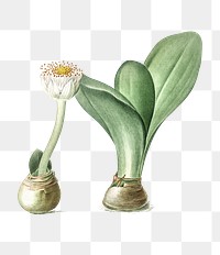 Paintbrush illustration png sticker, vintage botanical illustration, transparent background