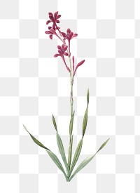 Bugle lily png sticker, vintage botanical illustration, transparent background