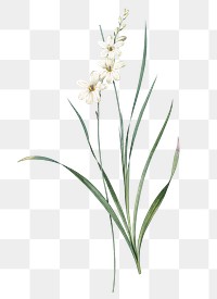 Gladiolus lineatus png sticker, vintage botanical illustration, transparent background