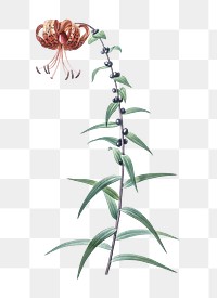 Tiger lily png sticker, vintage botanical illustration, transparent background