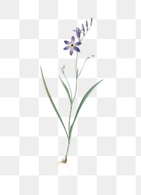 Ixia secunda png sticker, vintage botanical illustration, transparent background