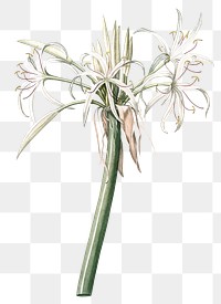 Poison bulb png sticker, vintage botanical illustration, transparent background