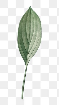 Leaf png vintage illustration, plant design on transparent background