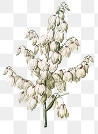 Aloe yucca png sticker, vintage botanical illustration, transparent background