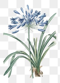 African lily png sticker, vintage botanical illustration, transparent background