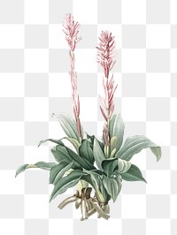 Png Latin American lady orchid sticker, vintage botanical illustration, transparent background