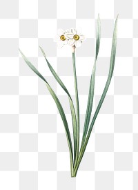 Primrose-peerless png sticker, vintage botanical illustration, transparent background