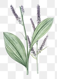 Black false hellebore png sticker, vintage botanical illustration, transparent background