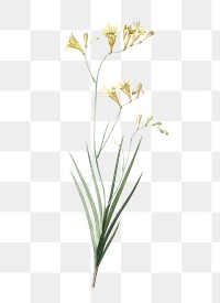 Freesia png sticker, vintage botanical illustration, transparent background