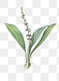 Peliosanthes teta png sticker, vintage botanical illustration, transparent background