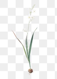 Corn lily png sticker, vintage botanical illustration, transparent background