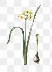 Png Cowslip cupped daffodil sticker, vintage botanical illustration, transparent background