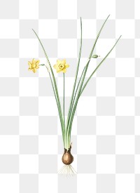 Daffodil png sticker, vintage botanical illustration, transparent background