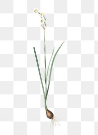 Species daffodil png sticker, vintage botanical illustration, transparent background