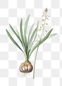 Satin squill png sticker, vintage botanical illustration, transparent background