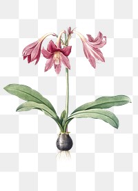 Netted-veined amaryllis png sticker, vintage botanical illustration, transparent background