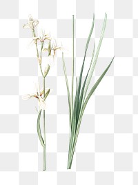 Siberian iris png sticker, vintage botanical illustration, transparent background