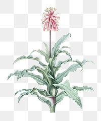 Sand lily png sticker, vintage botanical illustration, transparent background