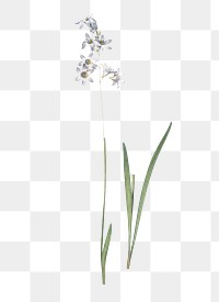 Corn lily png sticker, vintage botanical illustration, transparent background