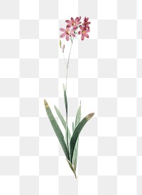 Corn lily png sticker, vintage botanical illustration, transparent background