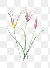 Horned tulip png sticker, vintage botanical illustration, transparent background