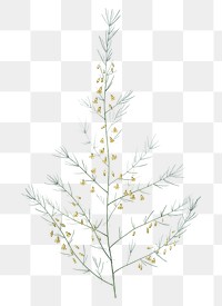 Sea asparagus png sticker, vintage botanical illustration, transparent background