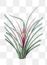 Plumier's bromelia png sticker, vintage botanical illustration, transparent background