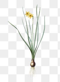 Rush-leaf jonquil png sticker, vintage botanical illustration, transparent background