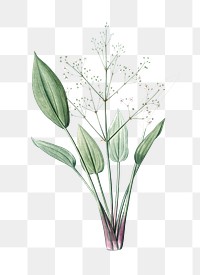 European water-plantain png sticker, vintage botanical illustration, transparent background